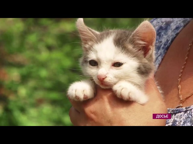 Полмиллиона рублей выделили ангарским зоозащитникам