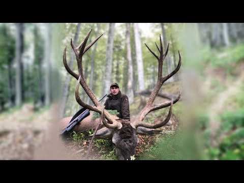 Red stag hunting in Romania - Hirschjagd in den Karpaten - Kronhjort jagt i Rumænien