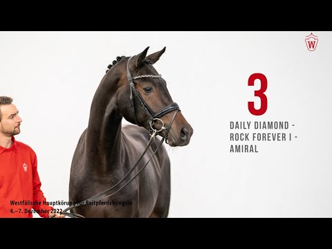 Westfälische Hauptkörung 2022 Reitpferde: Kat.Nr. 3  Daily Diamond  -  Rock Forever I  -  Amiral