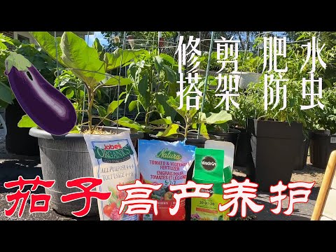 【渔耕笔记】种茄子 | 茄子种植中期养护 如何修剪追肥搭架及防虫