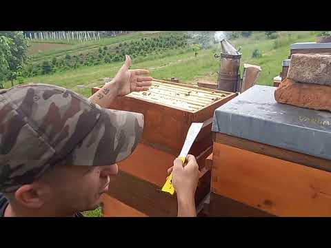 Vrhunac pčelarske sezone 2025.,medišta puna