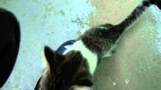 preview picture of video 'Котёнок в Ревде ищет хозяина. Сейчас он живёт в подъезде.'