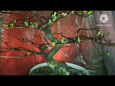 Cập nhật nụ Mai tối 20/12/2022 AL