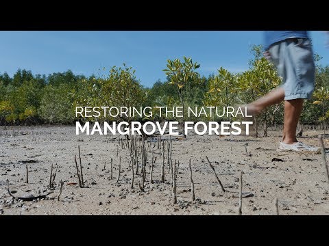 [TEMP] Mangrove Planting Guide