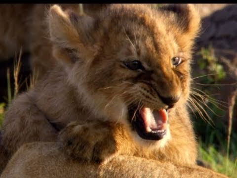 Trailer-Vorschau: Im Reich der Raubkatzen