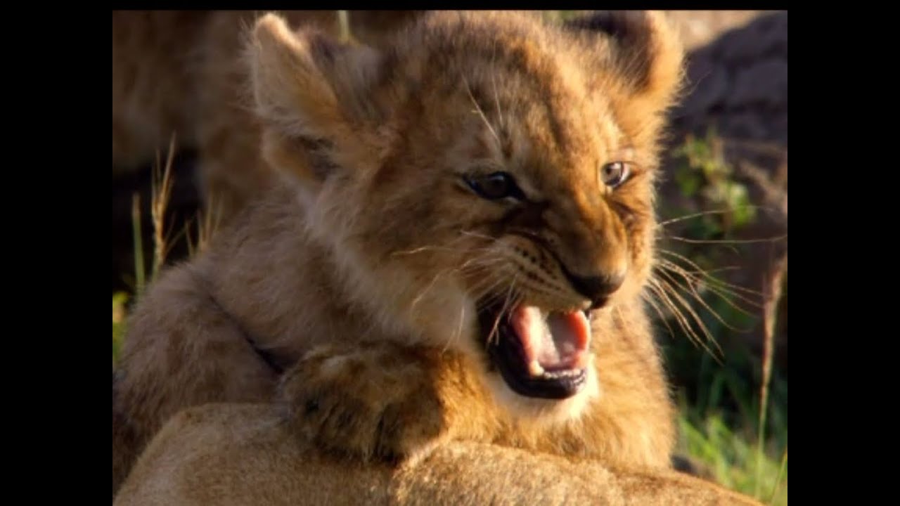 Im Reich der Raubkatzen