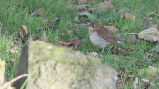 preview picture of video 'Shetland Trip 2009'