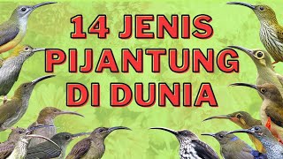 Download lagu JENIS PIJANTUNG DI DUNIA mp3 Download lagu JENIS PIJANTUNG DI DUNIA mp3