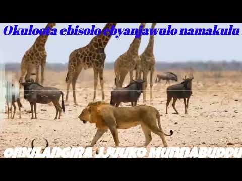 Okuloota Ebisolo Namakulu gabyo - Omulangira Jjuuko Munnabuddu
