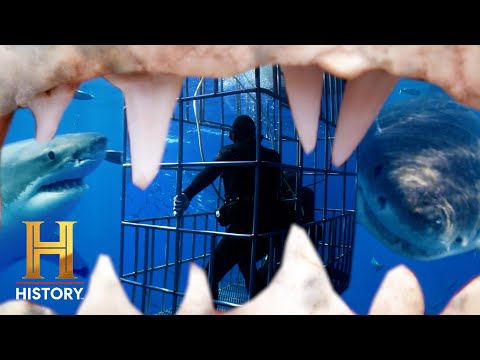 History's Most Shocking: Great White Shark Dive GOES WRONG! (S1)
