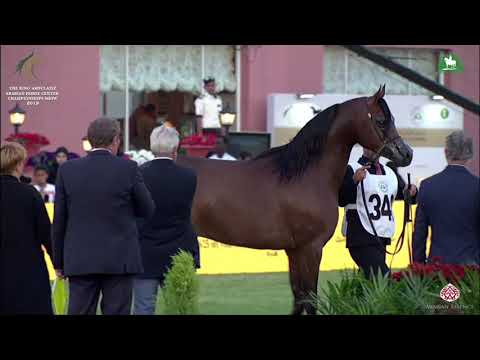 N 340 EA ARJENEL MARWTEYN   KAAHC 2019   Stallions 4 6 Years Old Class 10B