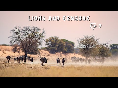 Gemsbok, Lion Conservation, Backlit Photography - Kgalagadi Transfrontier Park Photography Ep 3