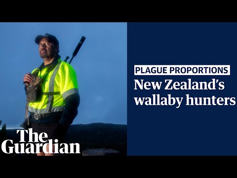 'Plague proportion': New Zealand’s wallaby hunters cull invasive species