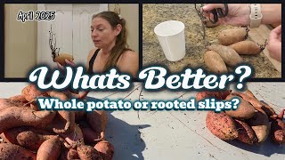 Sweet Potato Experiment: Whole Potato vs Rooted Slips — SHOCKING Results!