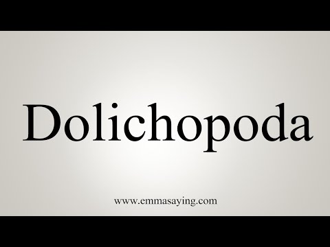 How To Say Dolichopoda