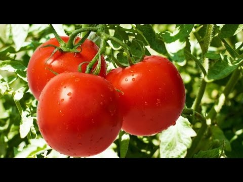 Заготовки на зиму:ПОМИДОРЫ(заморозка)