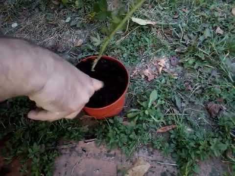 Kako napraviti kontenersku sadnicu kupine