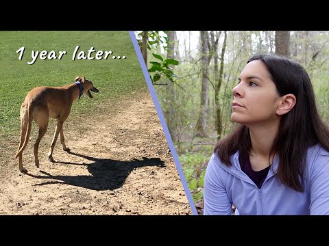 How I dealt with the grief of losing my dog