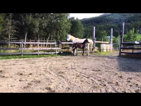 Serafina with colt by Kais al Baydaa