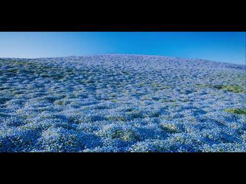 Vladas Bagdonas - Lino gyvenimas 1986 m.