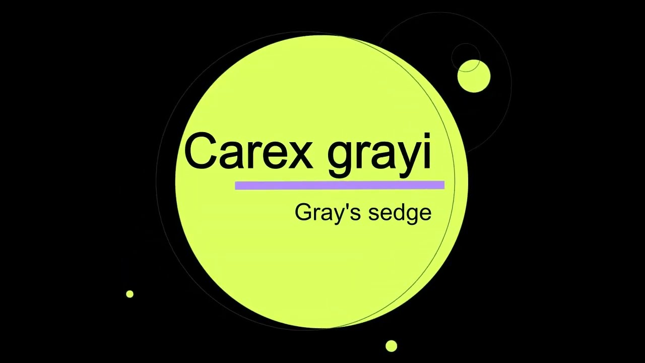 Sedge Profile: Carex grayi (Gray's sedge) - YouTube