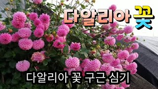 가을 최고 예쁜꽃 다알리아 꽃!! 구근 심는시기 구근 보관법