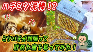 泥棒の言い分聞いてください。ハチミツ泥棒、養蜂家の言い訳【ハチミツ採取・採蜜】