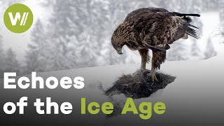 12,000 Years After the Ice Age: Wildlife Returns to the Bavarian Alps (Documentary, 2021)