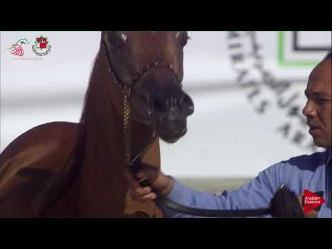 N 9 FOAH ALMADER   UAE Nationals 2019