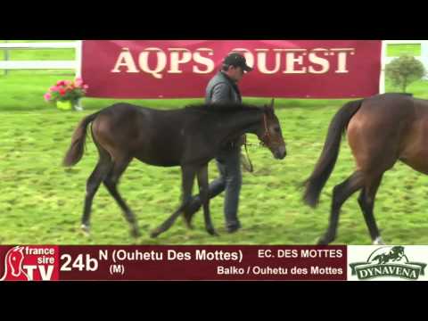 Show AQPS 2015 : lot 24b - N - M15 - Balko & Ouhetu des Mottes