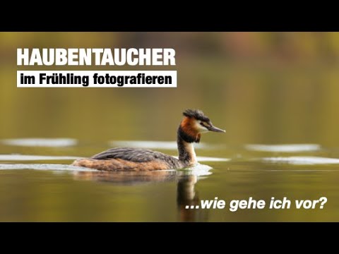 HAUBENTAUCHER im Frühling fotografieren - Wie gehe ich vor? | #wildenachbarn