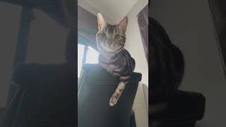 #タイ #ねこ #ねこのいる生活 #ねこすたぐらむ #タイ在住 #cat #animalshorts #cats #catlife #แมวตลก #dubidubidu #chapachapa