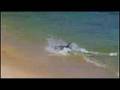 Dolphins