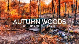 Sounds of the Earth - Autumn Woods