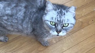 猫紹介