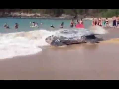 世界最大のカメ