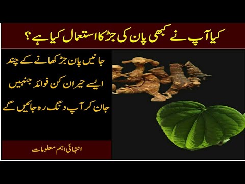 Kulanjan ke fayde in Hindi Urdu | Pan Ki Jar Benefits | Galangal Root Health Benefits