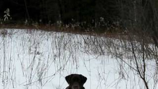 preview picture of video 'My 9 year old lab Otter working Pheasants in upstate NY'