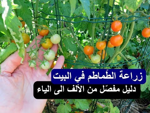 , title : 'زراعة الطّماطم في المنزل: بذر، تقليم، عناية، تسميد، سقي، حماية،حصاد....'