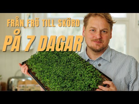 Mikroblad & Groddar – Så gör du hemma (och varför du kommer älska det!)