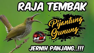 Download lagu Jernih poooL ! MASTERAN PIJANTUNG GUNUNG FULL TEMBAKAN❗ mp3