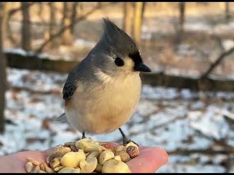 Hand-feeding Birds in Slow Mo - Tufted Titmice