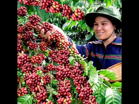Modern Agriculture Growing and Harvesting Coffee Beans