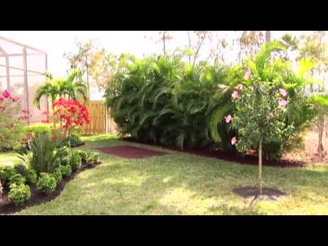 Lowes Rubber Tree Rings