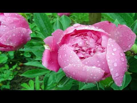 T H E  -  F L O W E R S  -   I N  -   T H E  -   R A I N  -   !