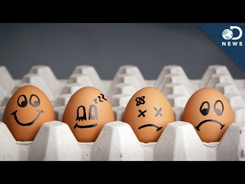 Are Eggs The Perfect Food?