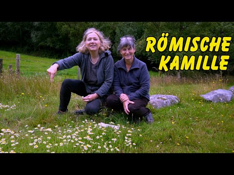 Das Stehaufmännchen/Frauchen: Die römische Kamille - mit Eliane Zimmermann