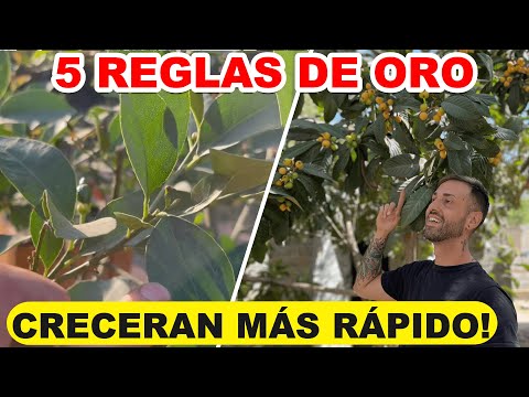 , title : '5 Reglas De ORO Para ÁRBOLES FRUTALES! 🍋Hacer Que CREZCAN y Den FRUTOS RÁPIDO!'