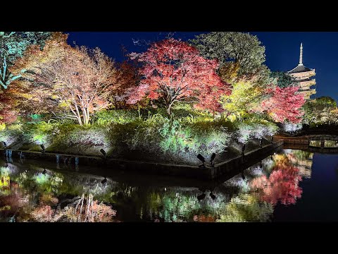 京都の紅葉ライトアップ2023 ライブ配信 東寺