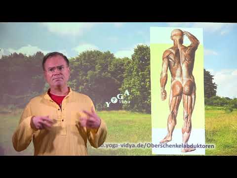Oberschenkelabduktoren  - Muskeln und Muskeltraining mit Yoga